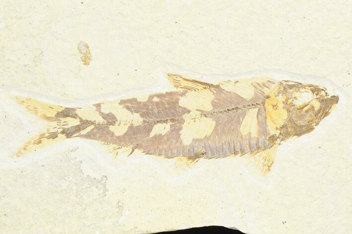 Fossil Fish (Knightia) - Green River Formation #126468
